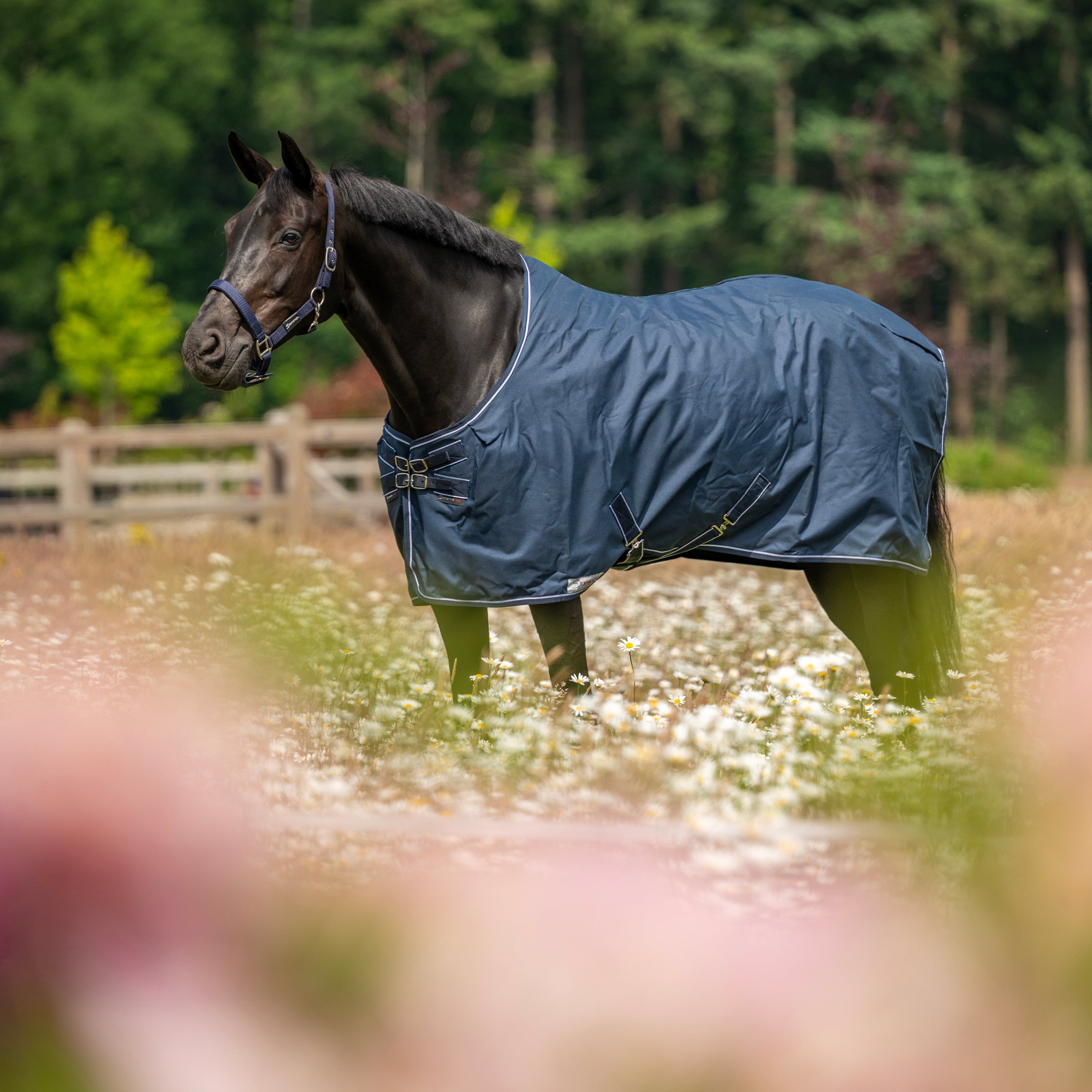 Dominick staldeken Medium 200 gr