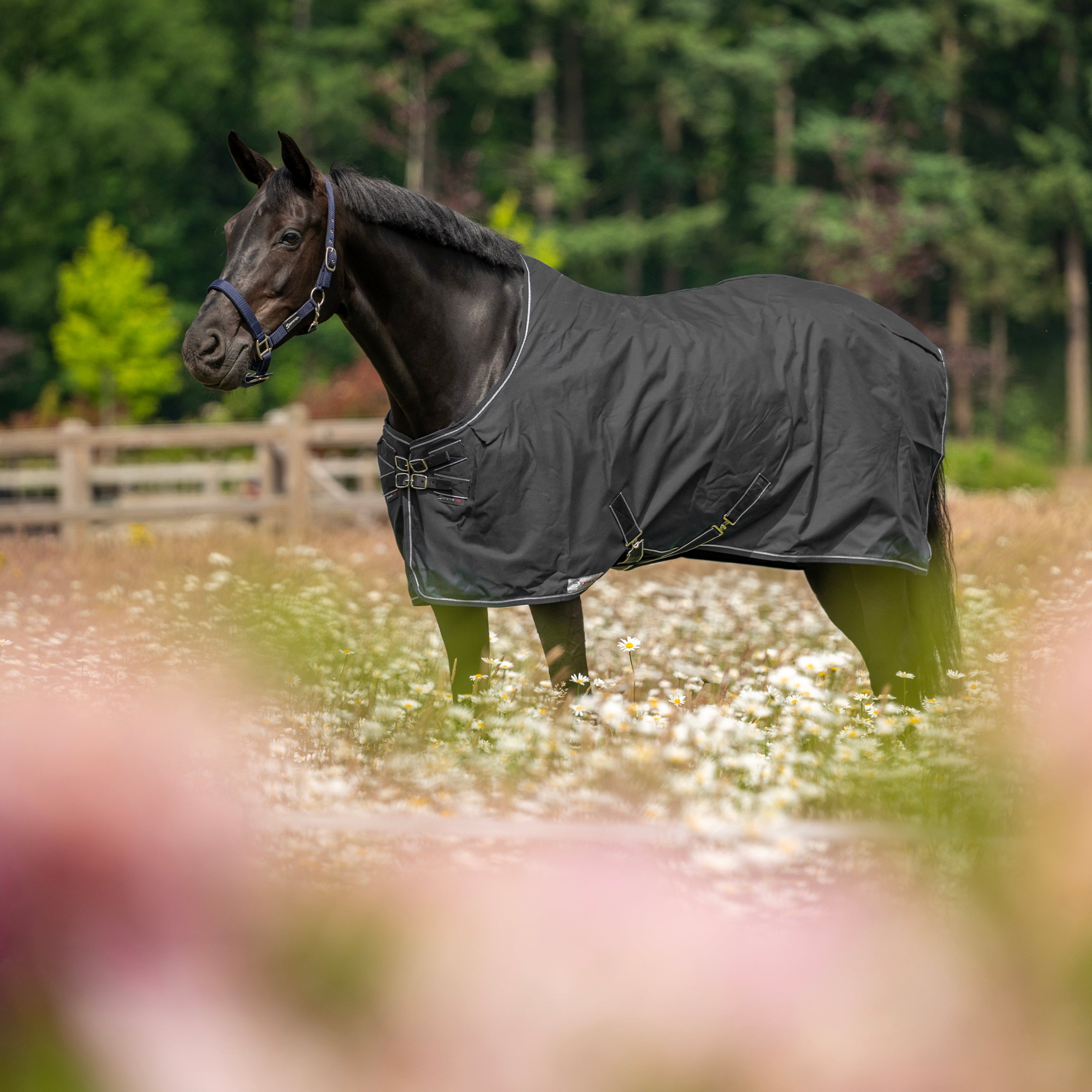 Dominick staldeken Medium 200 gr